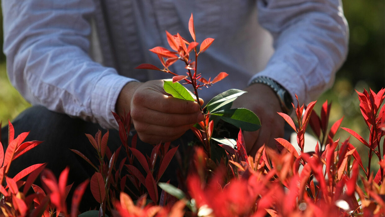 Antoniucci Vivero Productor