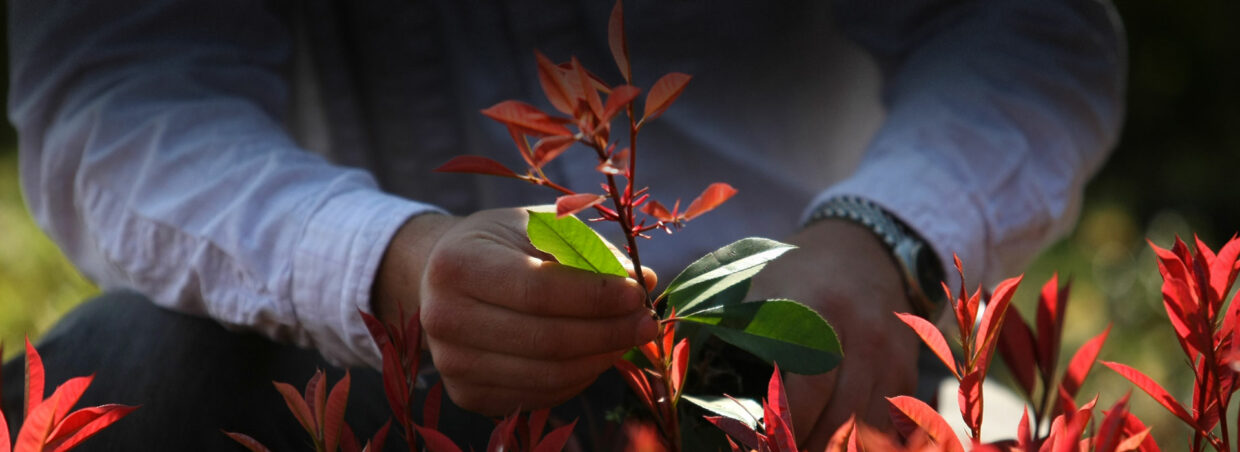 Antoniucci Vivero Productor