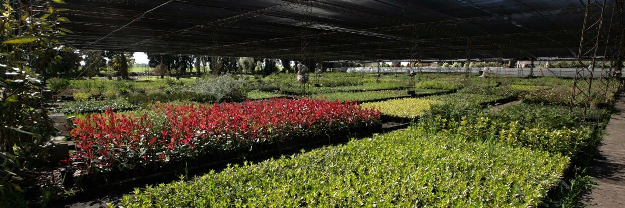 Antoniucci Vivero Productor