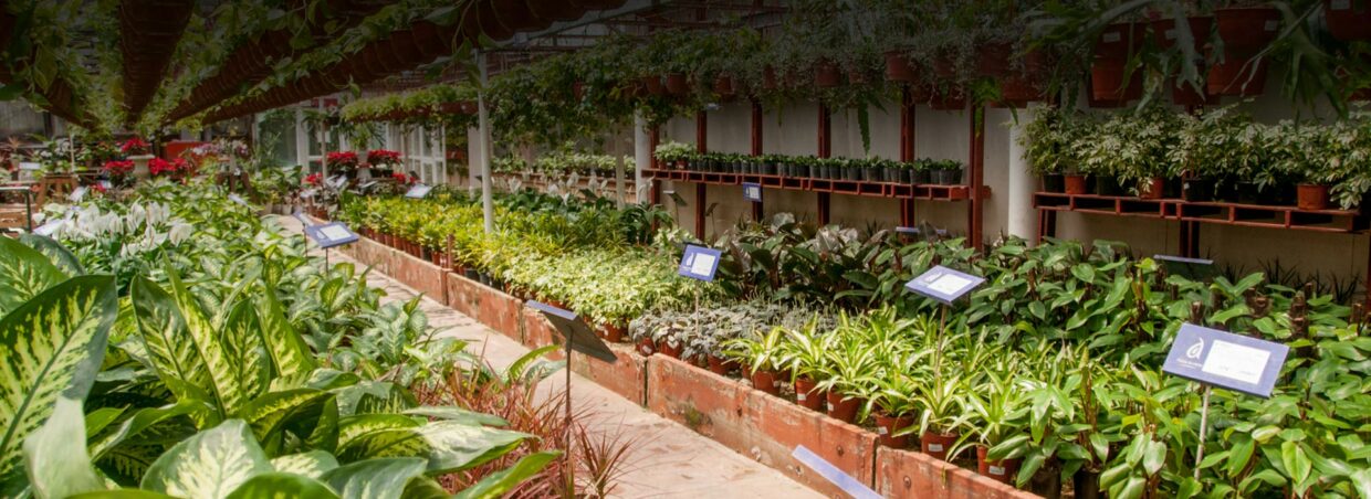 Antoniucci Vivero Productor