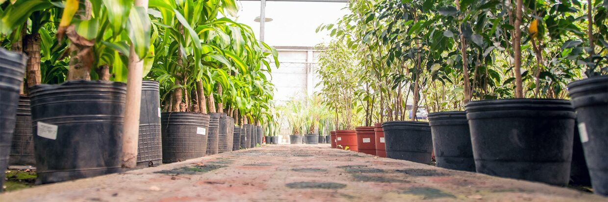 Antoniucci Vivero Productor
