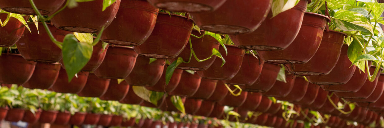 Antoniucci Vivero Productor