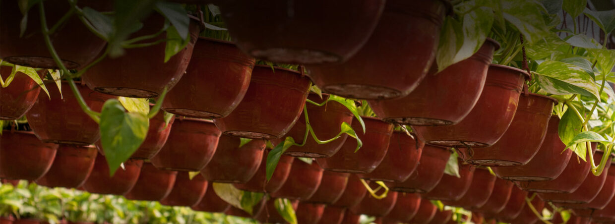Antoniucci Vivero Productor