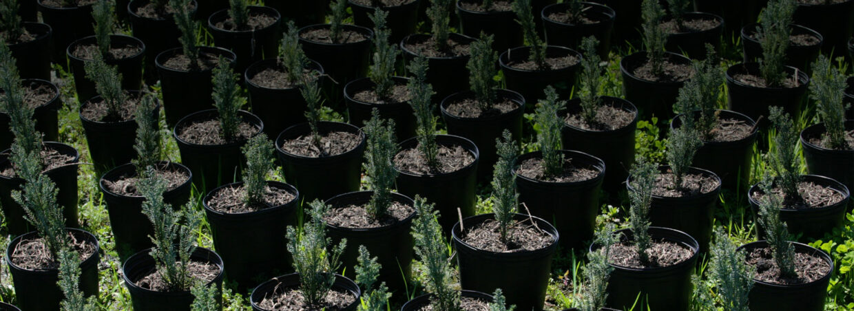 Antoniucci Vivero Productor