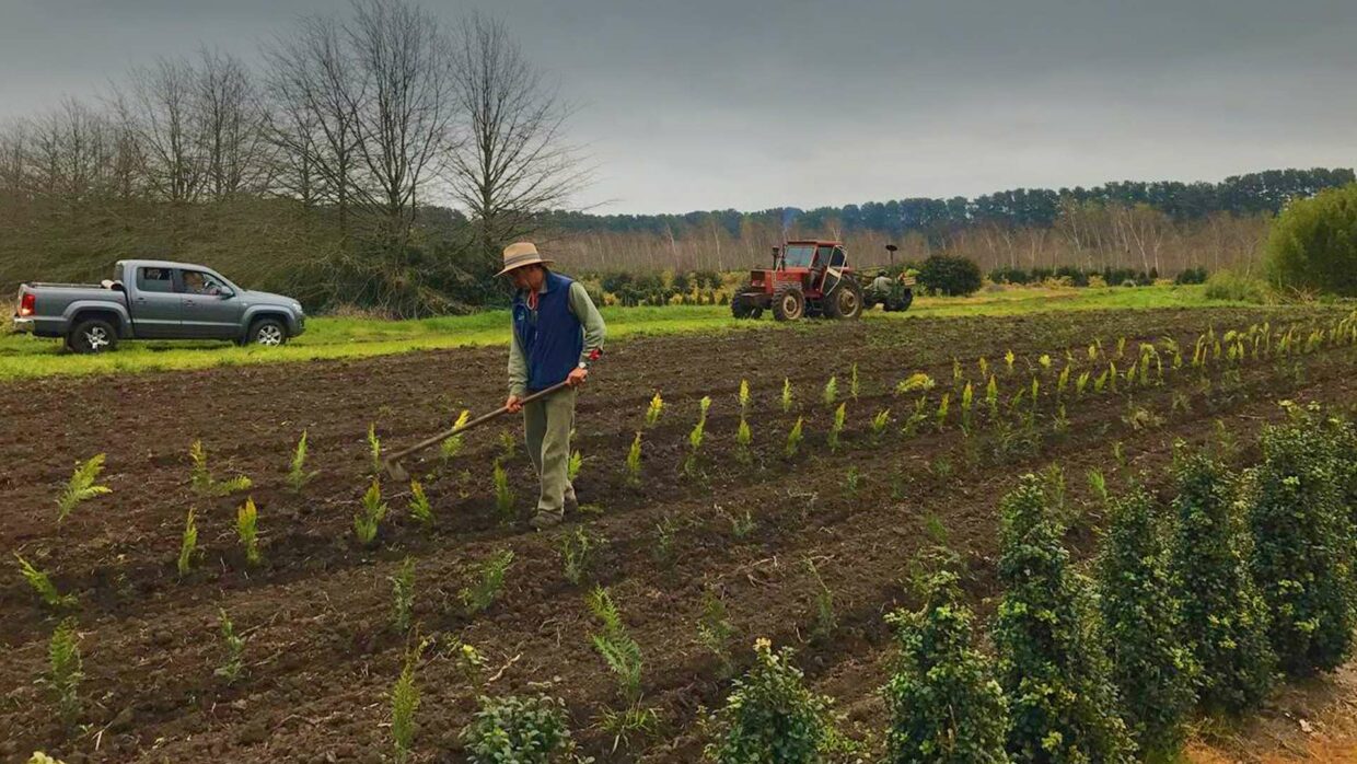 Antoniucci Vivero Productor