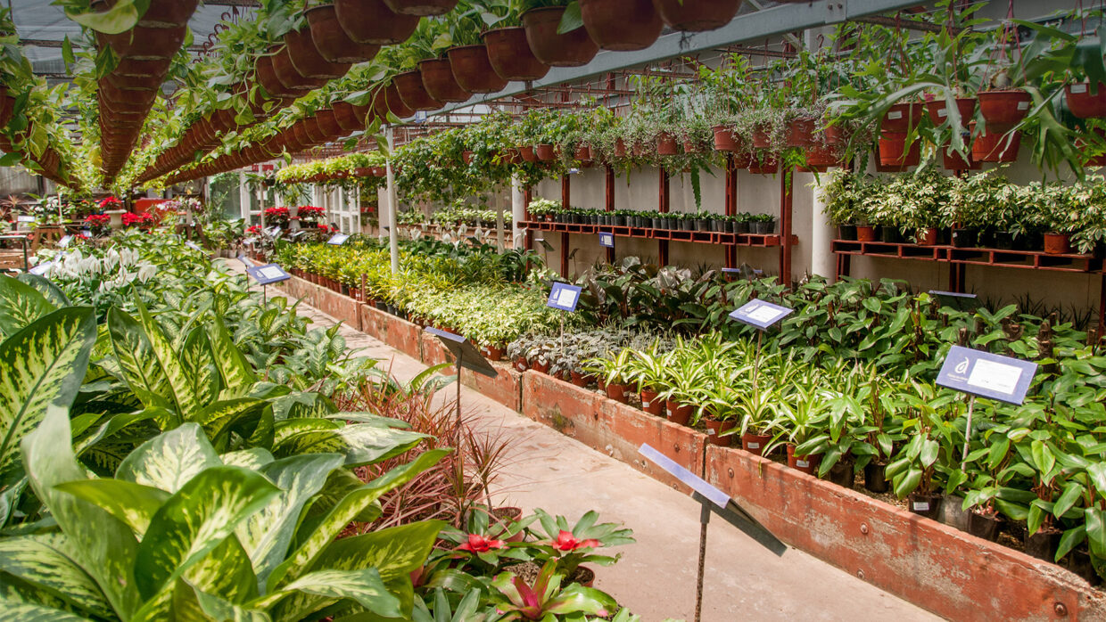 Antoniucci Vivero Productor
